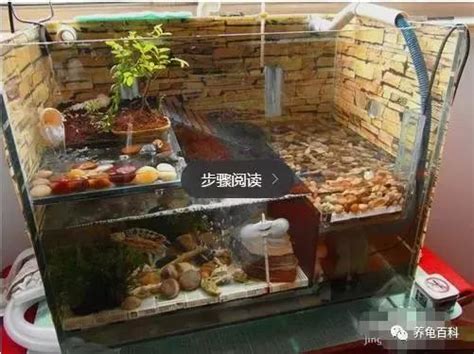 烏龜 魚 混養|什麼龜可以和魚一起養，魚龜混養的方法有哪些